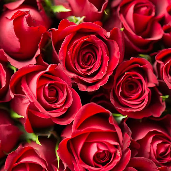 Ý nghĩa của hoa hồng đỏ là gì?  Tình yêu màu hồng